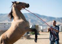 ‘The Mustang’ movie review